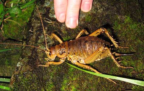 Size does matter for the giant weta . . . but not the way you might think. [Credit: Laura Molles]