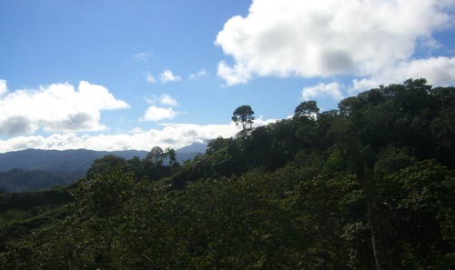 Farms like Alta Gracia and this one in the Dominican Republic produce premium beans while maintaining biodiversity.  [Credit: Claudette Banda, flickr.com]