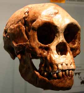 Homo floresiensis skull -- not quite human. [Credit: American Museum of Natural History]