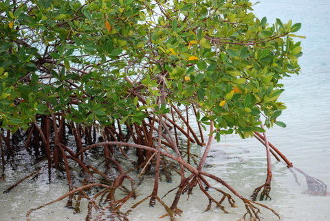 Mangroves brought to you by the NFL. The Superbowl offsets carbon emissions by restoring mangroves in Florida. Red mangroves, like these taken in the Turks, are vital to coastal ecosystems. [Credit: Lindsey Konkel]