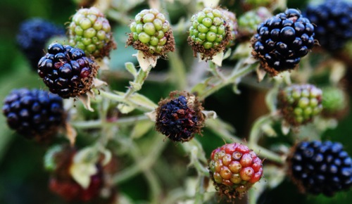 A blackberry bush stronghold, the runners of which must soon infiltrate the tomatoes [Credit: Darlene J Kreutzer, flickr.com].