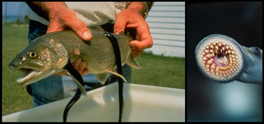 A fish suffers with parasitic lampreys latched onto its sides (left).  On the right, the blood-sucking mouth of the lamprey [Credit: Marc Gaden (fish with lampreys) and Ted Lawrence (lamprey mouth), Great Lakes Fishery Commission].