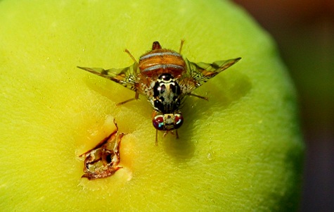 The medfly, shown here, is a huge pest to farmers.  Scientists are working to eradicate the insect by <br> manipulating its genes in the lab to create attractive but sterile males [Credit: ParaScubaSailor, flickr.com].