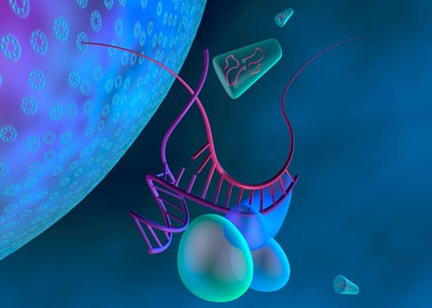 Researchers are looking into using a kind of RNA for treatment against the HIV virus.  Shown here, <br> balloon-like proteins unzip the RNA molecule designed to fight HIV (purple), which then binds to RNA <br> strand from the HIV virus (magenta).  Later, the virus's RNA will be destroyed (Credit: <a href=http://www.kenneth-eward.com target=_blank>Kenneth Eward</a>).