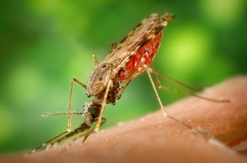 Scientists are now testing a malaria vaccine that, if it works, could become an extremely powerful weapon against the mosquito-borne disease. [Credit: CDC Public Health Image Library]