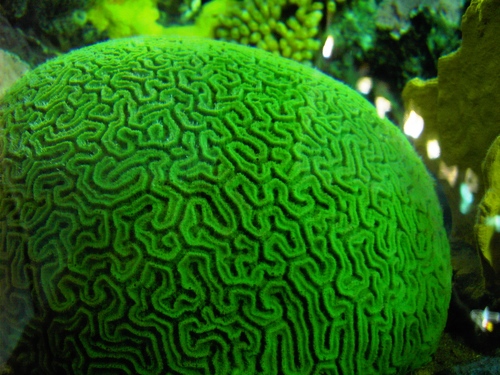 This coral's green fluorescence may some day color brain cells as they fire and revolutionize how scientists see the brain [Credit: Sarah Spaulding, flickr.com].