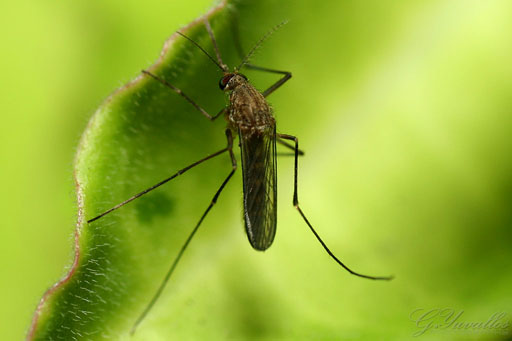 Mosquitoes are the only place that the malaria parasite can undergo its reproductive stage. Raising these insects is vital to malaria research. [Photo Credit: Gerald Yuvallos via www.flickr.com]