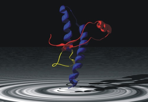 Illustration of a normal human protein in the process of becoming a prion. The red and yellow regions are the first to become mangled, or misfolded. [Credit: Cornu, Wikimedia Commons]