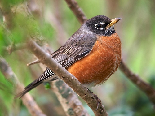 American robins are one of many wildlife species that can thrive in developed areas near humans, and spread diseases to them. [Credit: Colin Purrington, flickr.com] Below left, Researchers survey scat to estimate the local population of deer. [Credit: Lynne Peeples]