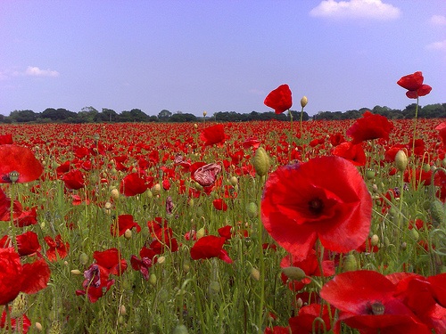 Poppies, like the ones pictured here, thrive under conditions of climate change, and produce more of the morphine used in legal and illicit drugs. [Credit: Doug Belshaw; flickr.com]