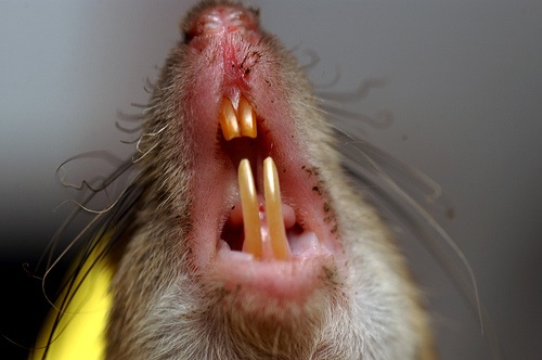 Studying teeth enamel from different animals could help a researcher at NYU understand what controls the growth of teeth and bones. [Credit: The International Rice Research Institute, flickr.com]