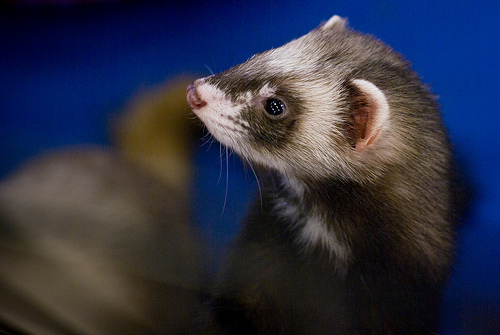 Ferrets are a good model for the human flu because their respiratory tract cells are susceptible to similar types of viruses. [Credit: Stacy Lynn Baum, flickr.com]