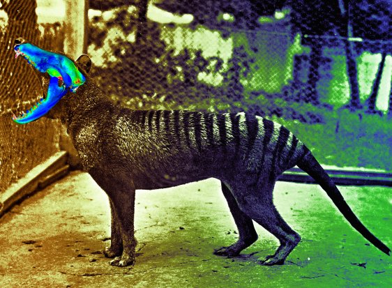 Tasmanian tiger's mysterious die-off explained