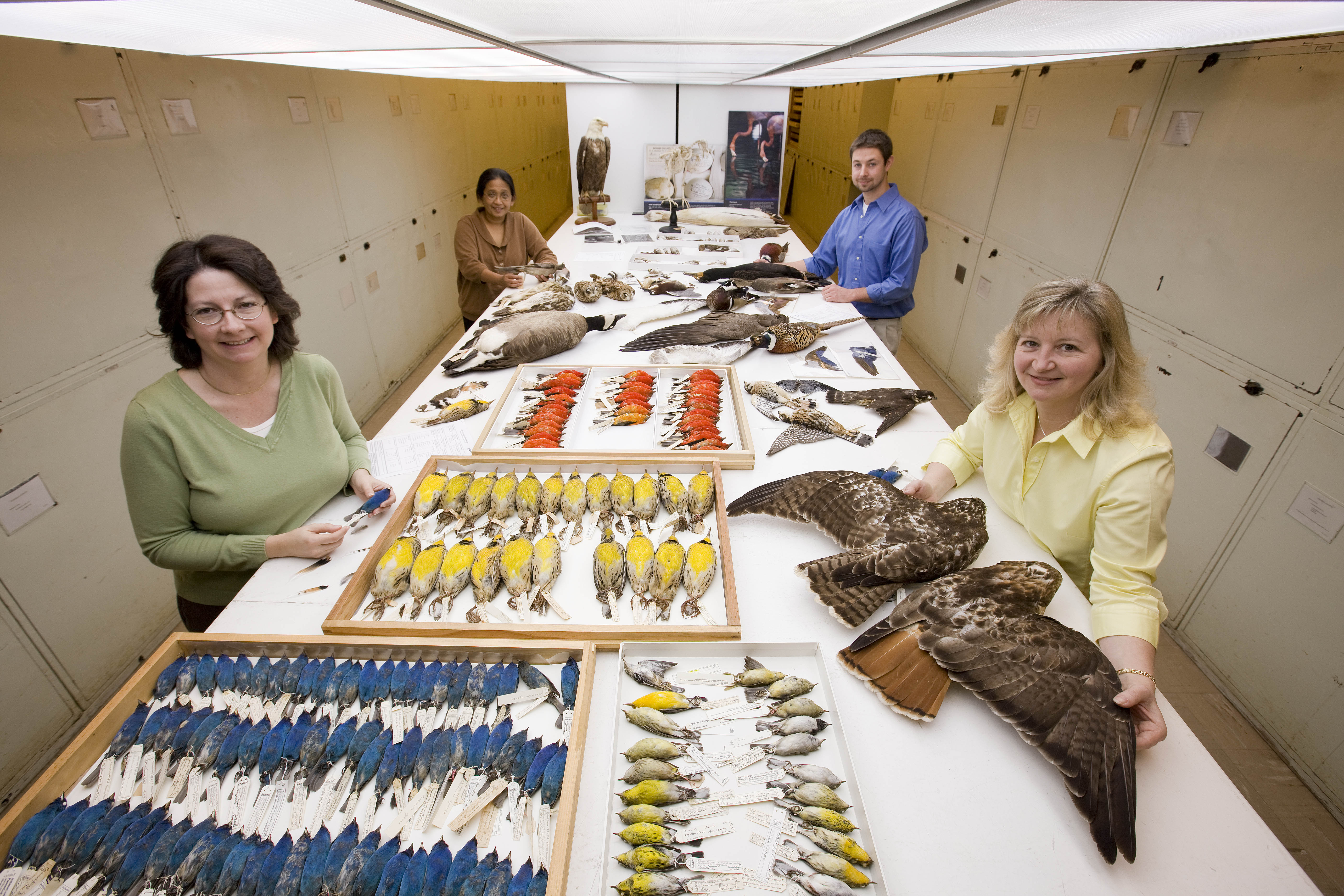 The feather identification team. From left to right: Marcy Heacker, Faridah Dahlan, Jim Whatton and Carla Dove [Image Credit: Chip Clark, Smithsonian Institution]