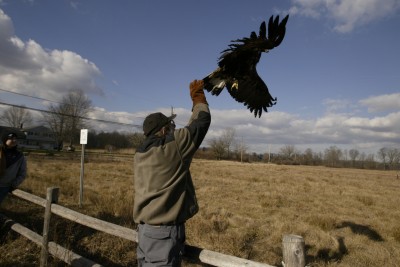 Len Soucy releases a golden eagle [Image credit: The Raptor Trust]