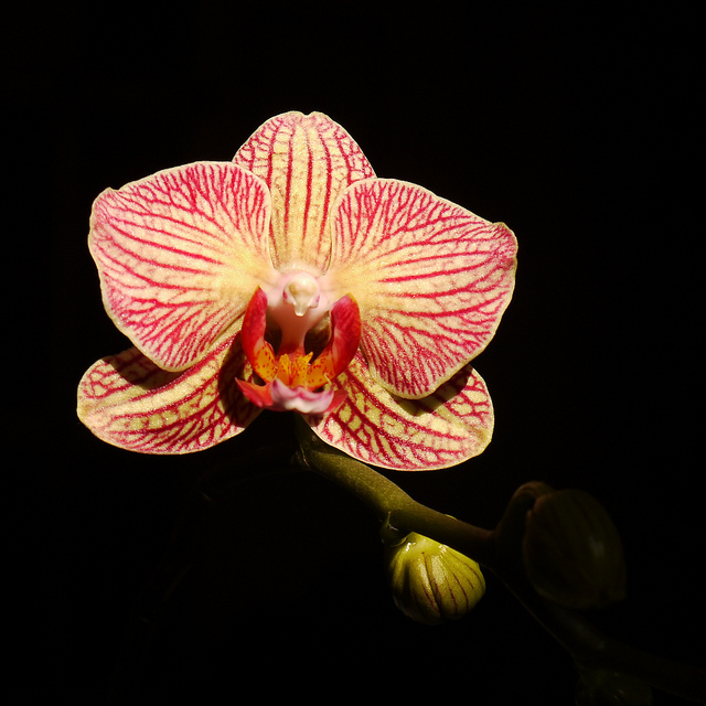 There are more than 20,000 orchid species, ranging from the white vanilla plant to more colorful varieties (above) [ Image credit: flickr]