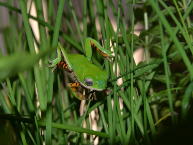 Tiger Leg Monkey Tree Frog Photo Credit by Anthony Herrel