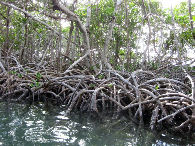 On the ground: Florida's extraordinary mangroves - Scienceline