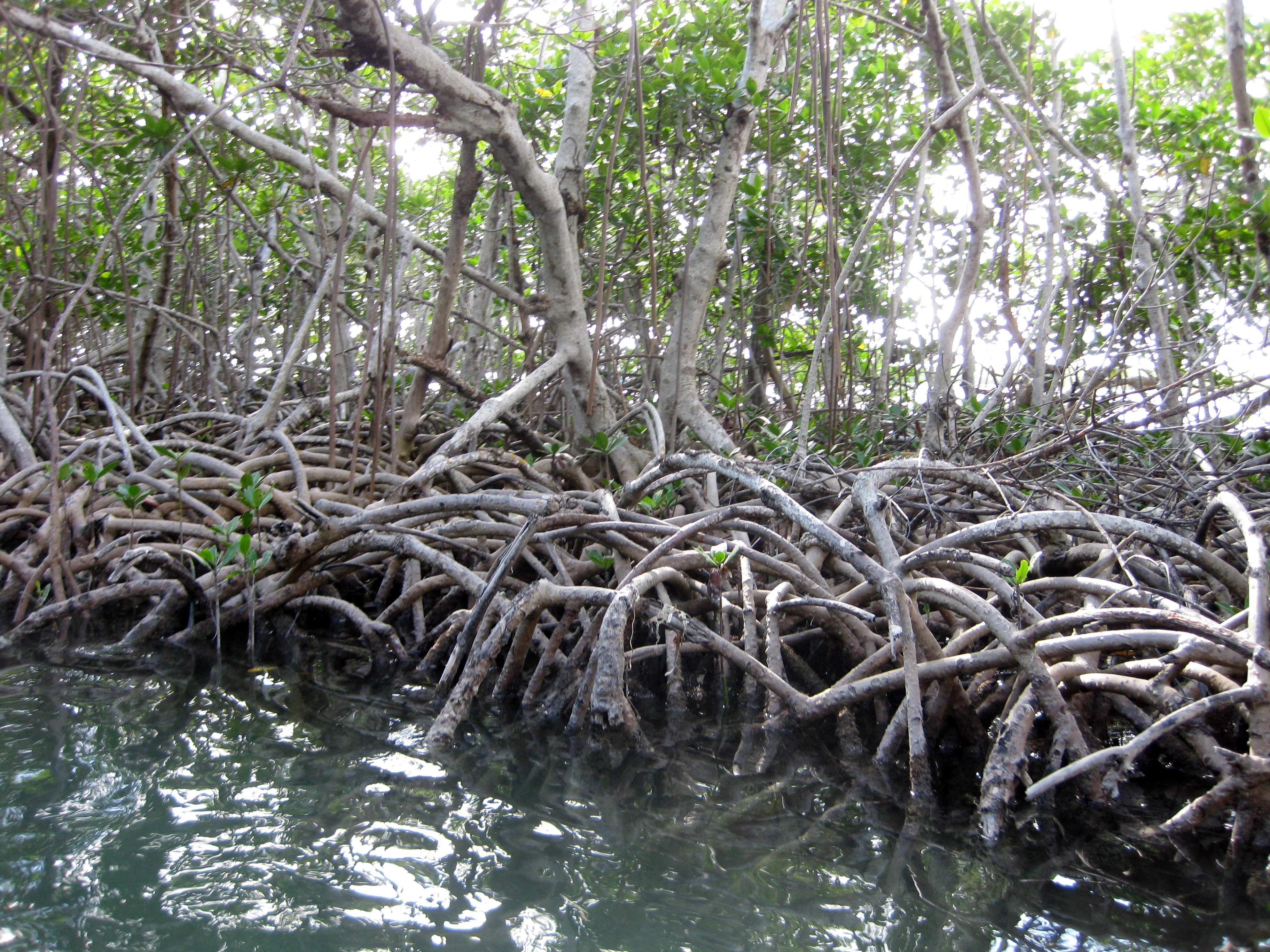 Mangrove roots press in close as we go through a narrow channel.