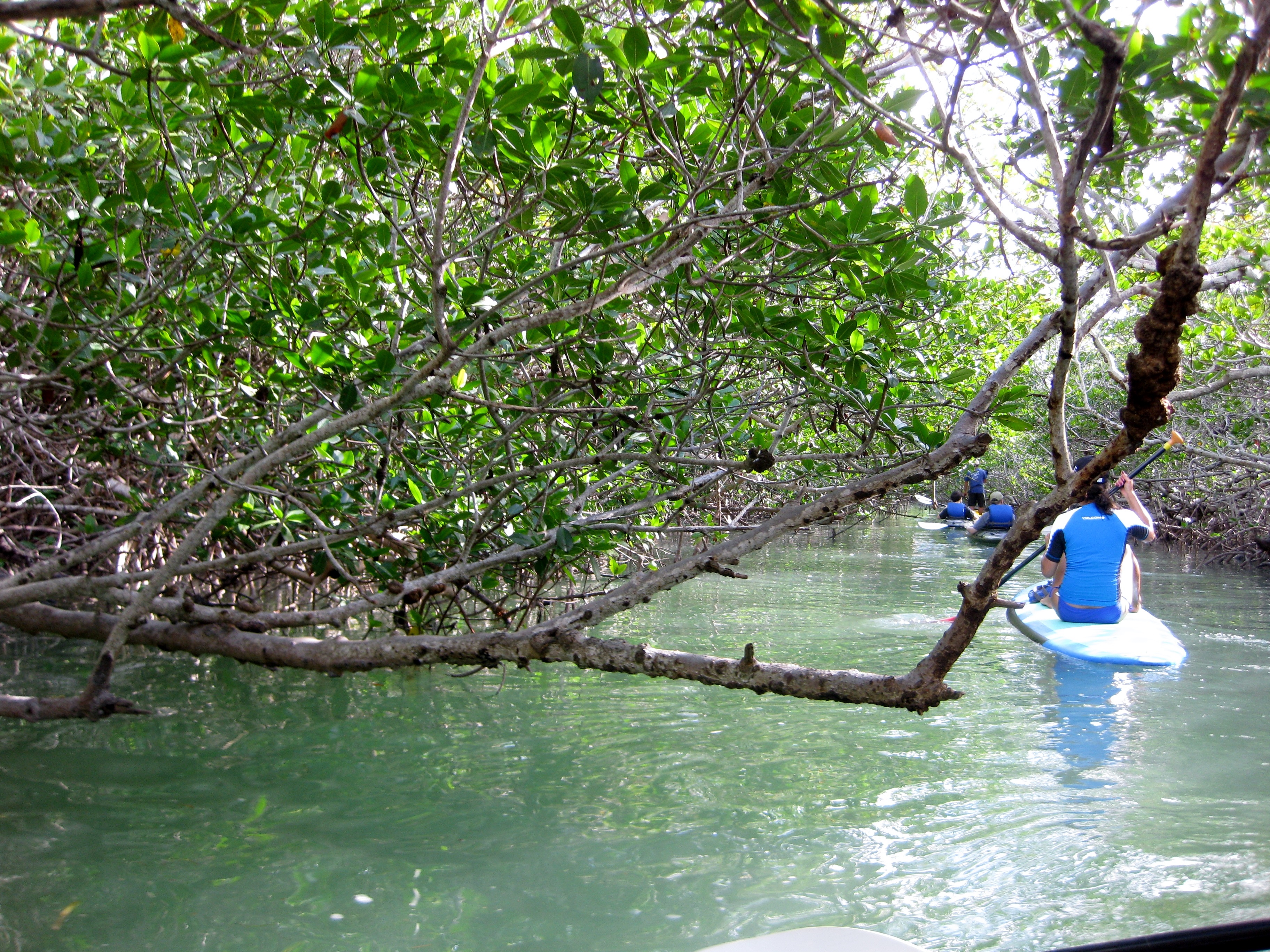 Following paddleboarders through the mangroves.