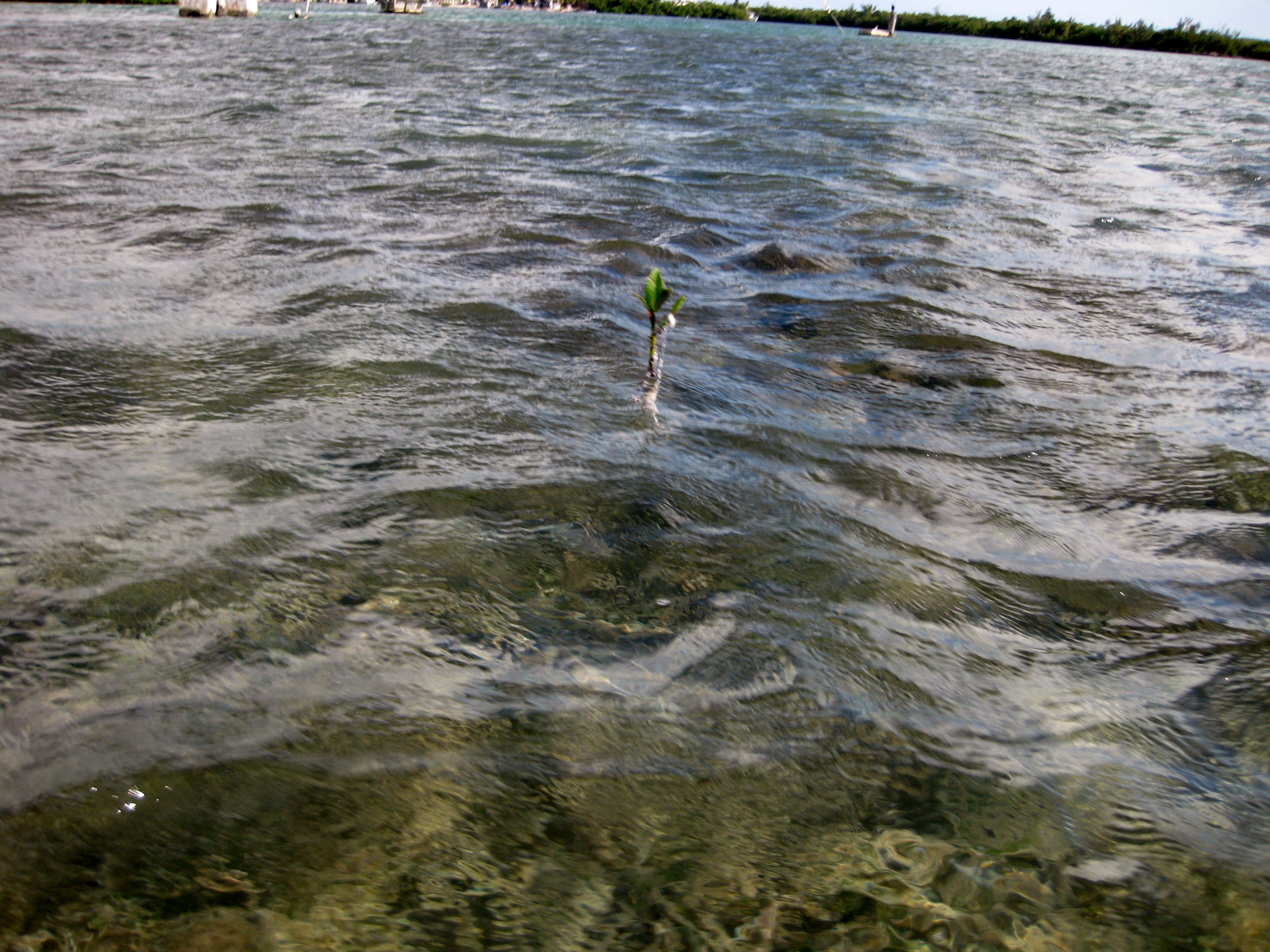 A mangrove seedling takes root on its own. 