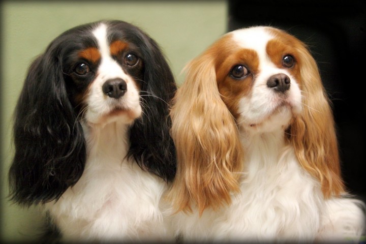 Best in show cavalier king store charles spaniel