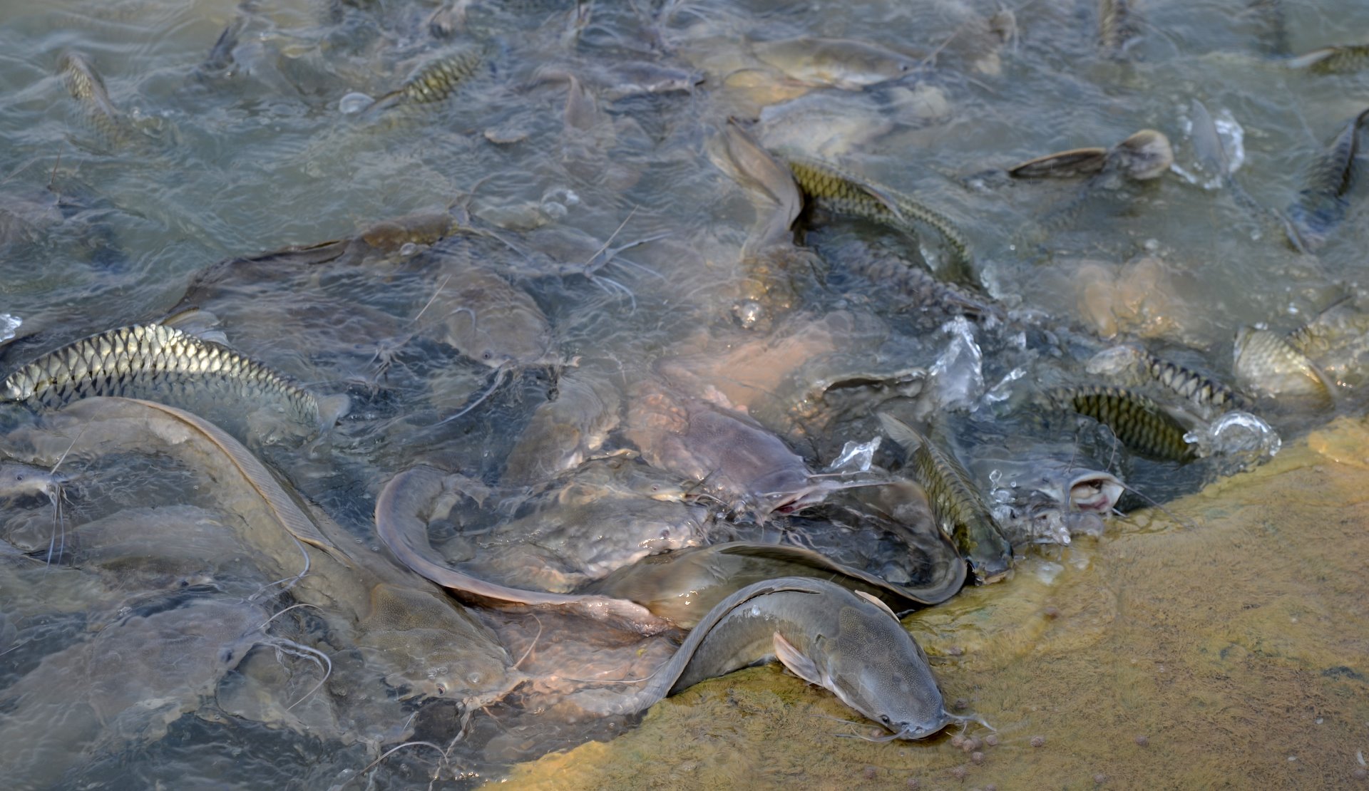 walking catfish on land