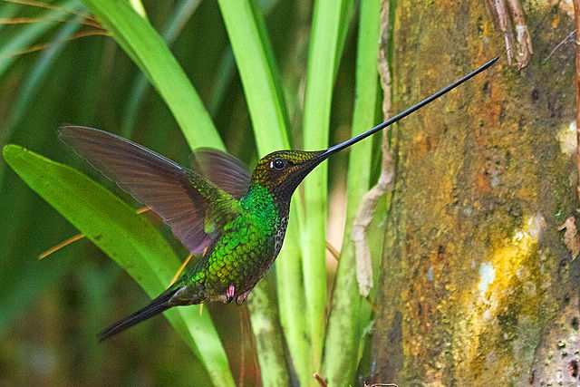 A sword-billed hummingbird.