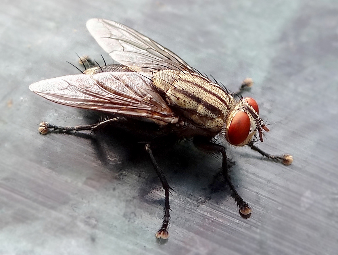 The fly — household pest, or environmental hero? - Scienceline