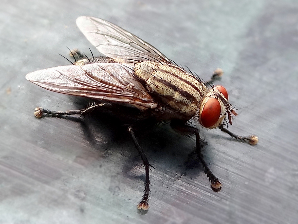 the-fly-household-pest-or-environmental-hero-scienceline