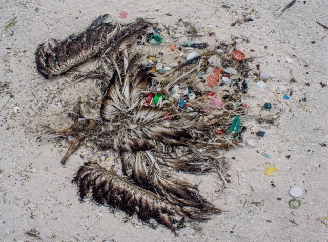 When this albatross died, it had 558 individual pieces of plastic stuffed into its stomach. [Photo Credit: Eric Dale/FWS Volunteer]