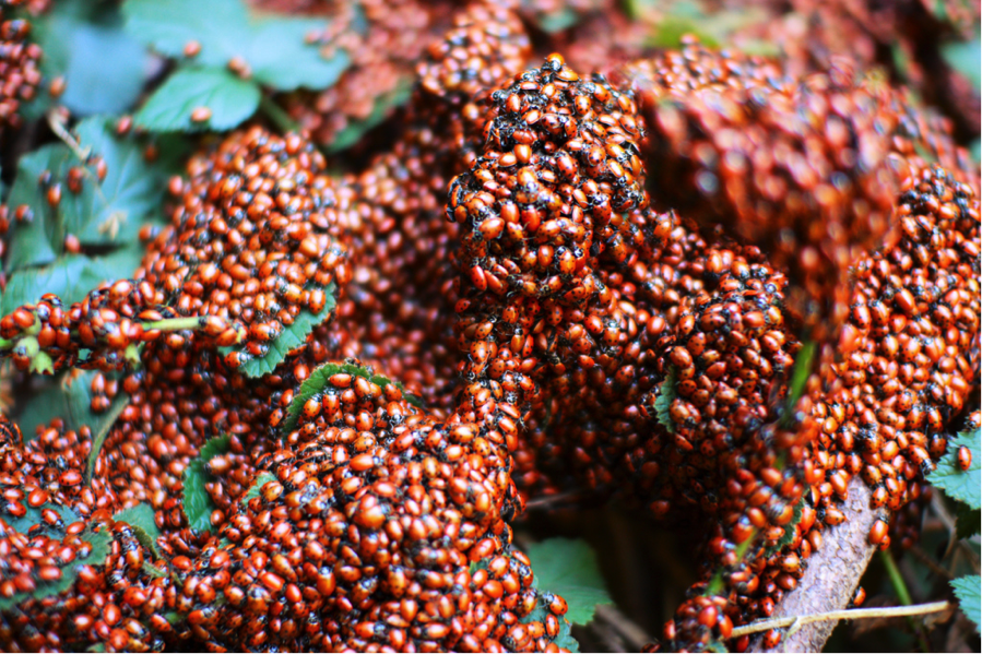 lady-beetles-friend-and-foe-scienceline