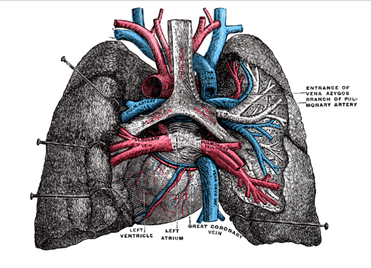 Broken heart - Wikipedia