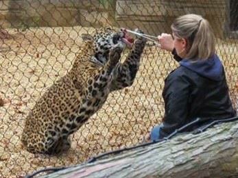 Mueller offers Rosa the jaguar meat. [Image credit:]