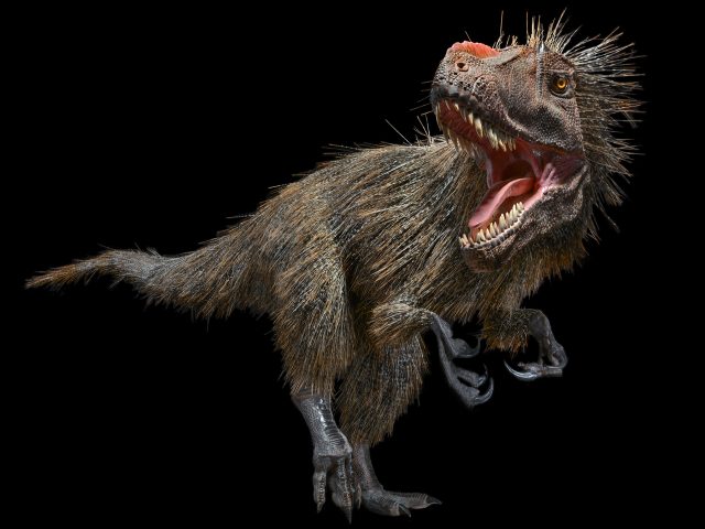 The finished Yutyrannus model reflects how the giant dinosaur’s coat of shaggy filament-like feathers would have looked when it roamed the Earth. [Image credit] AMNH/R. Mickens