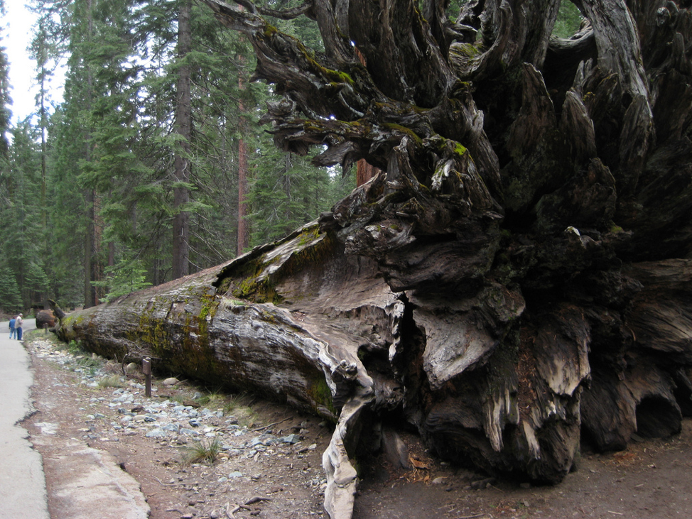 Fallen Monarch, a massive redwood tree that fell 300 years ago