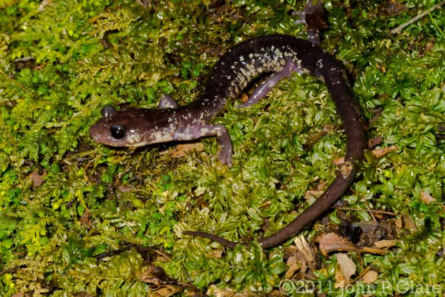 A cow knob salamander [Image credit: John Clare | CC BY-NC-ND 2.0]