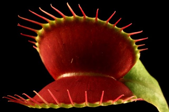 Dionaea muscipula, the Venus flytrap. The Venus flytrap lets small insects that wouldn’t provide much energy escape, but clamps tight on meatier prey. Courtesy of Matt Kaelin.