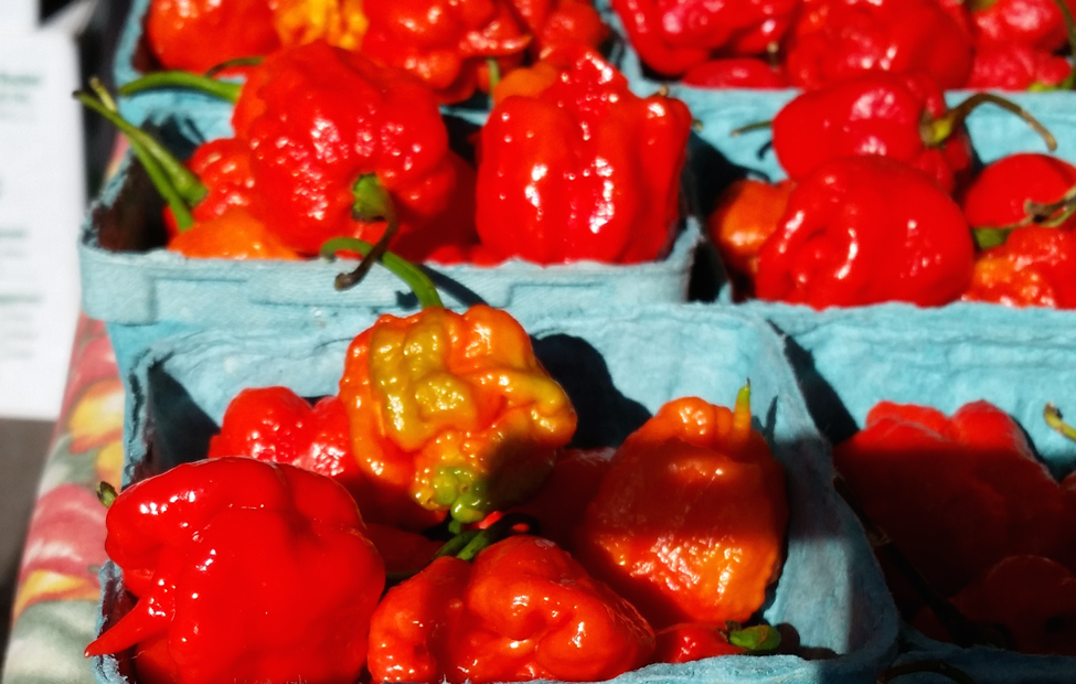 Why some people can tolerate the world's hottest pepper Scienceline
