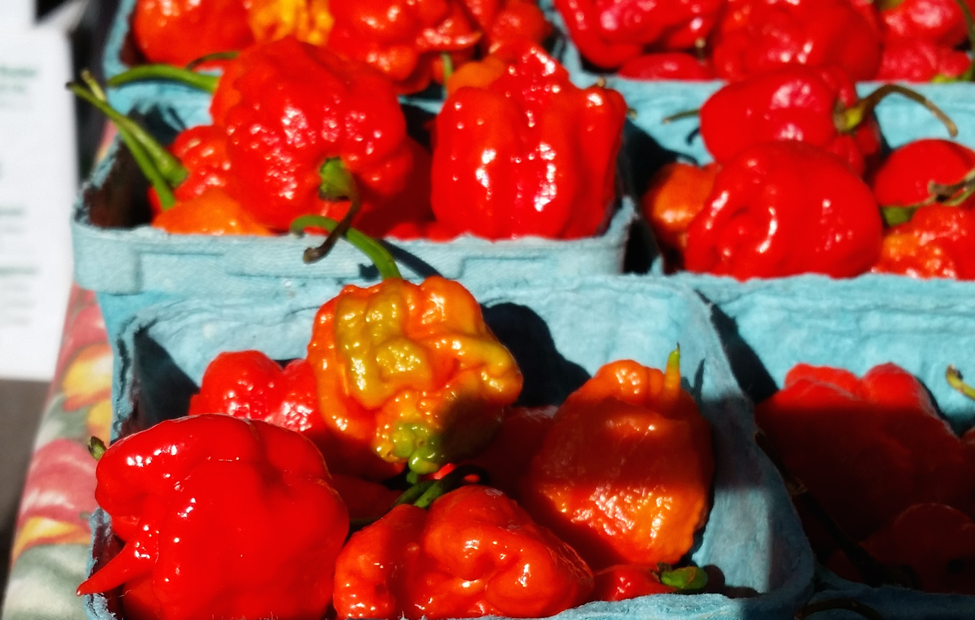 What's It Like to Eat the World's Hottest Chile Pepper?