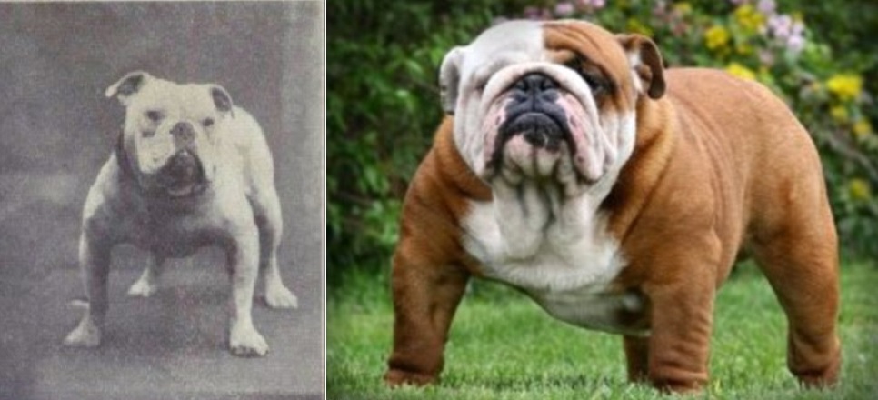 The De Evolution Of The Bulldog Scienceline