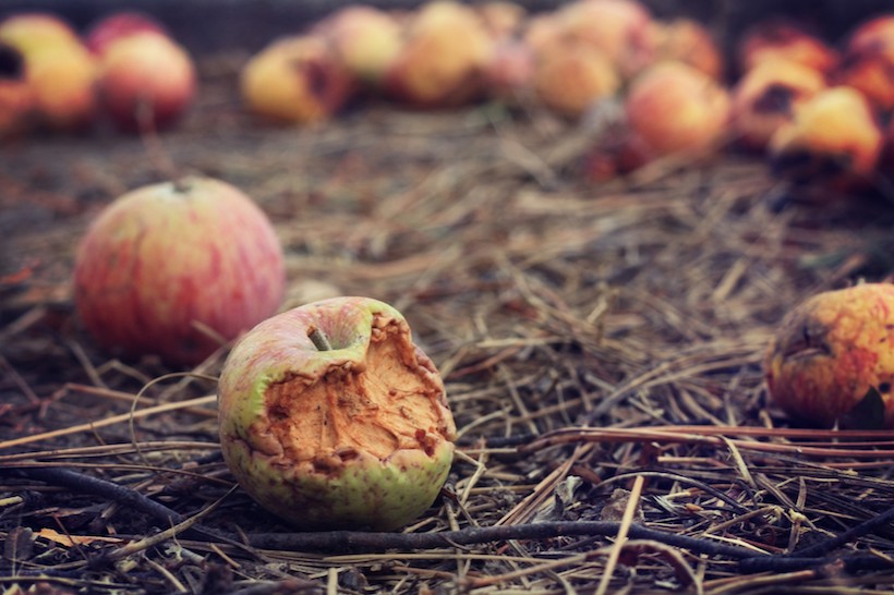 rotten apples on field