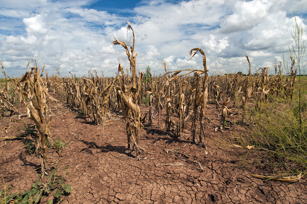 Corn damaged by drought