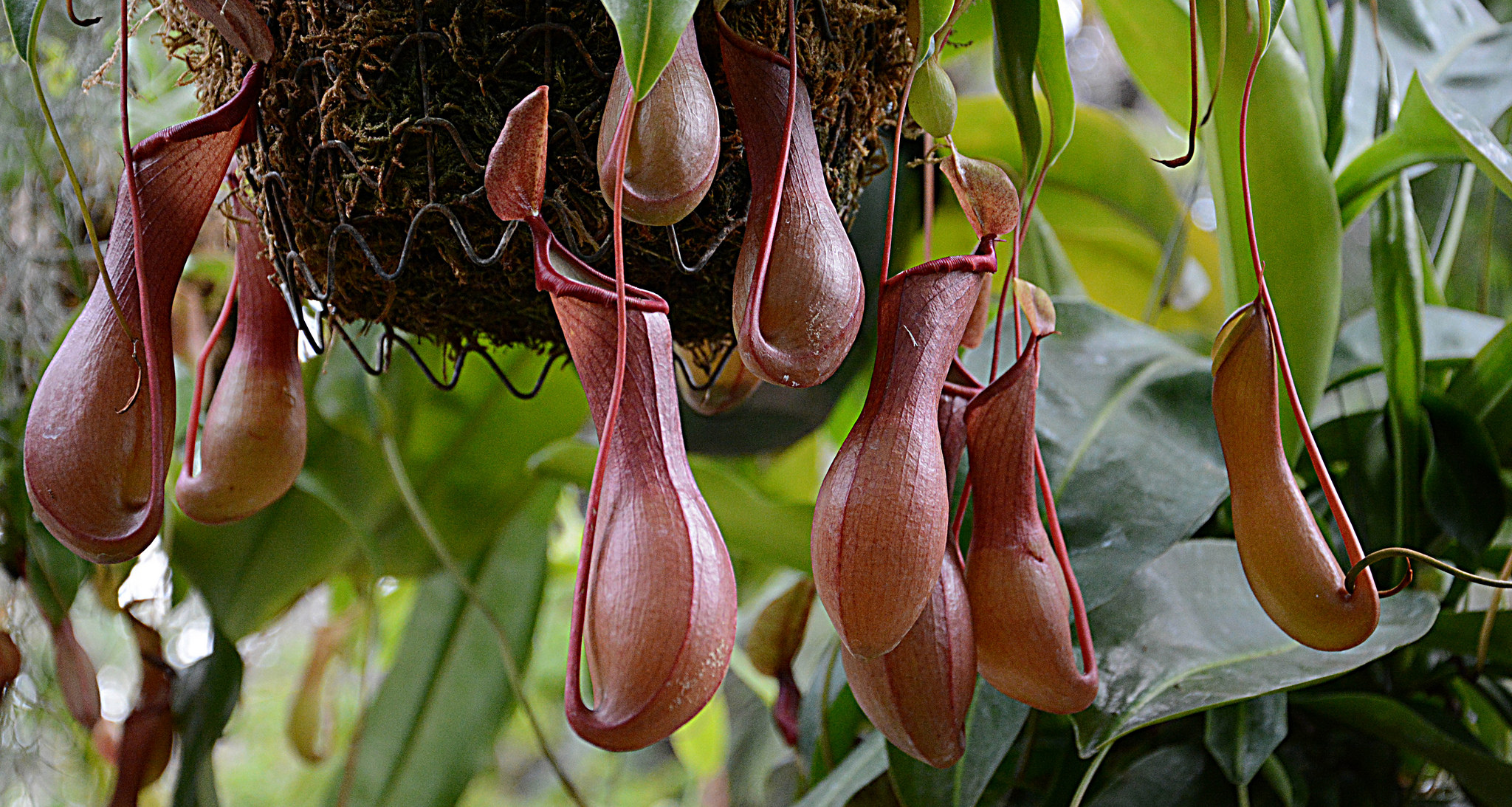 A few pitcher plants hang from some foliage.