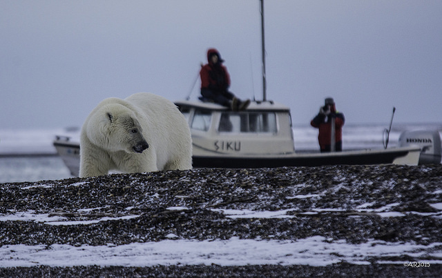 Two people on a boat watch a polar bear walk on snowy ground.