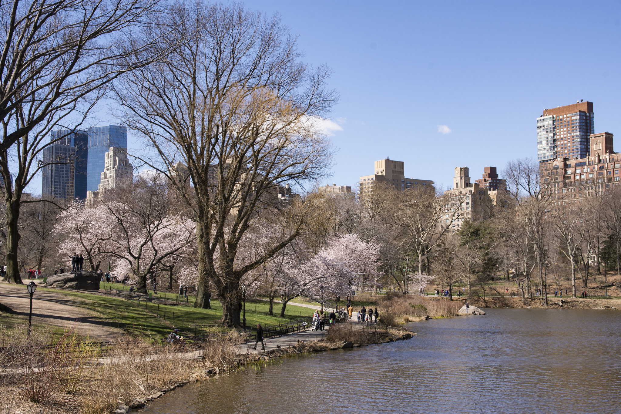 A Central Park scene with a lake, trees and skyscrapers.