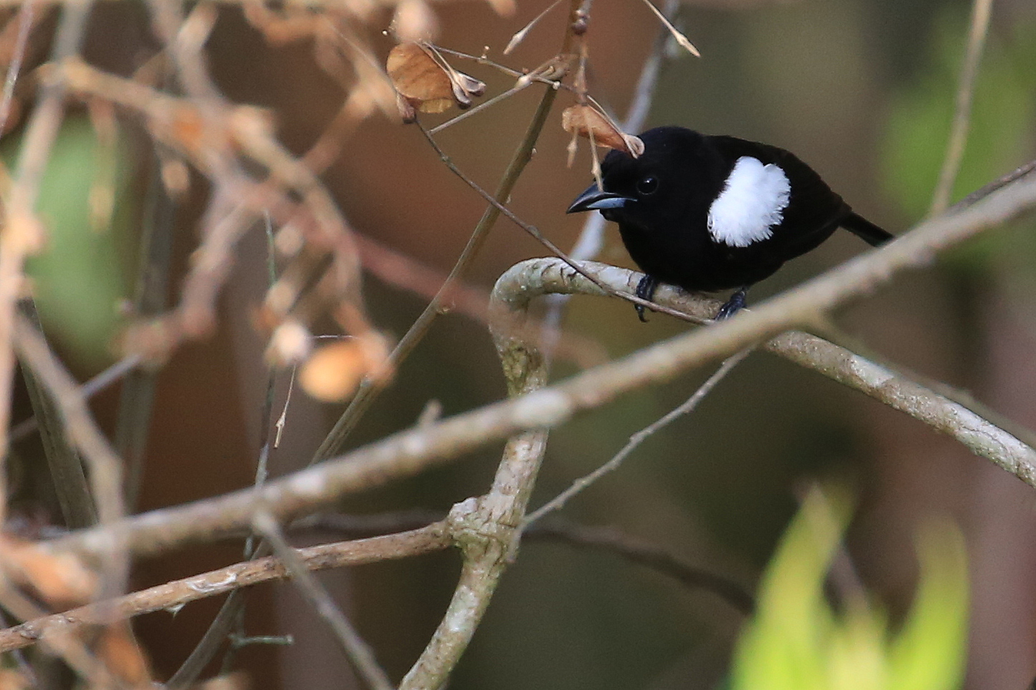 A black bird with a white patch above its shoulder sits on a branch