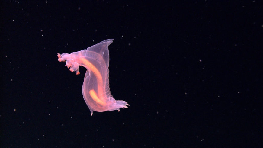 Over a completely black background, a pink, glowing creature floats. It doesn't look how you would imagine a cucumber. It's slightly transluscent, long, and misshapen, with tentacle-like structures on one side, and a orange digestive tract visible through its translusent skin.