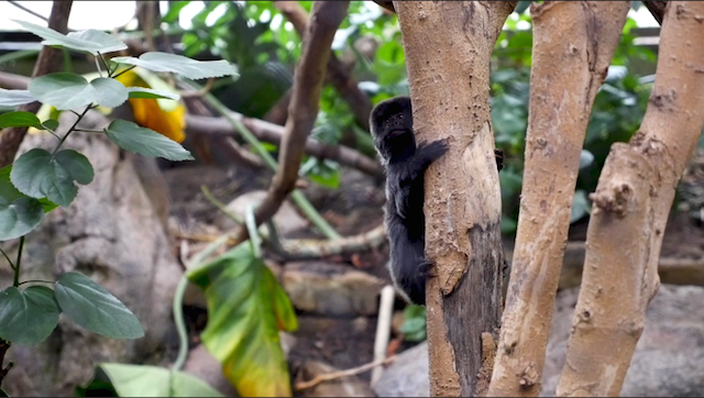 A little Goeldi's Monkey sits in a tree and watches the zookeepers