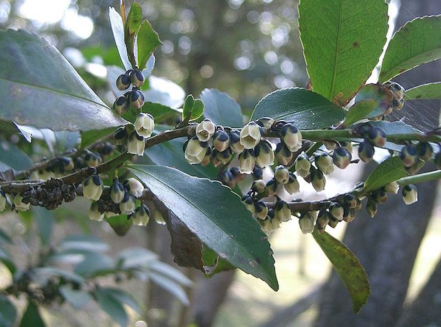 Eurya japonica plant